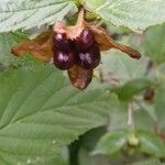 Rhodotypos scandens Fruit