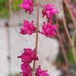 Symphoricarpos orbiculatus花