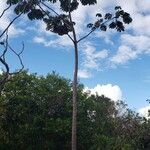 Cecropia pachystachya Plante entière