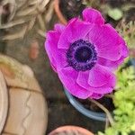 Anemone coronariaKvet