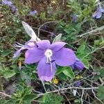 Barleria obtusa 花