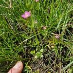 Centaurium pulchellum 花