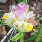 Curcuma aromatica Blomst