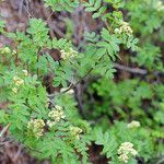 Sorbus californica Elinympäristö