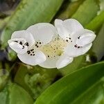 Aponogeton distachyos Blüte