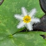 Nymphoides indica Květ