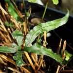 Pteris cretica Blatt