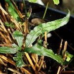 Pteris cretica Leaf