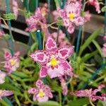 Oncidium altissimum Virág