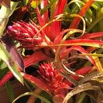 Aechmea recurvata Folha