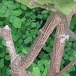 Brunfelsia latifolia Bark
