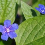 Omphalodes vernaFleur