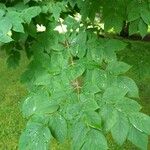 Gymnocladus dioicus Blatt