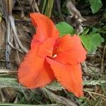 Canna indica Fleur