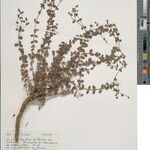 Combretum towaense Otro