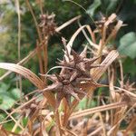 Carex grayi Fruit