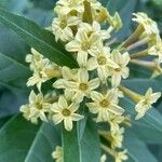 Cestrum parqui ᱵᱟᱦᱟ