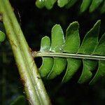 Didymochlaena truncatula Foglia