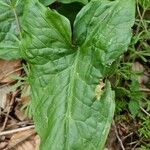 Arum italicum x Arum maculatum Hoja