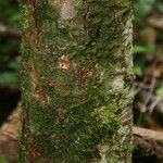 Zygia racemosa Bark