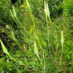 Tragopogon dubius Hábito
