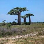 Adansonia grandidieri Corteccia