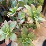 Aeonium leucoblepharum Feuille