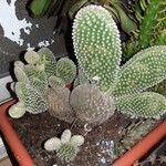 Opuntia microdasys Hábito