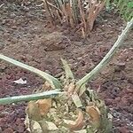 Encephalartos chimanimaniensis Bark