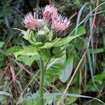 Cirsium oleraceum Květ