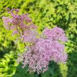 Filipendula rubra Flower