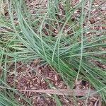 Festuca heterophylla Blatt