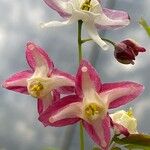 Epimedium alpinimFlower