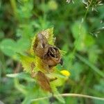 Rhinanthus minor Fruto