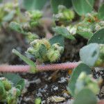 Euphorbia prostrata Ffrwyth