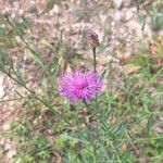 Centaurea jaceaFlor