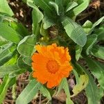 Calendula algeriensis Flower