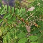 Indigofera suffruticosa ഇല
