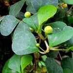 Ficus deltoidea Лист