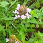 Prunella vulgaris Цвят