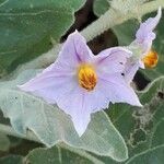 Solanum incanum പുഷ്പം