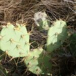 Opuntia dillenii Leaf