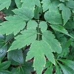 Actaea pachypoda Jani
