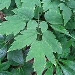 Actaea pachypoda Feuille