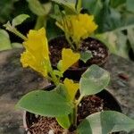 Aeschynanthus radicans Flower