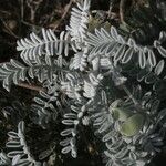Astragalus miguelensis Hoja
