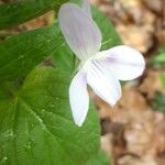 Viola jordanii Blomma