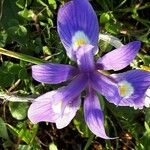 Moraea sisyrinchium Fleur