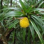 Freycinetia sulcata Habitus