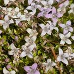 Oldenlandia salzmannii Cvijet
